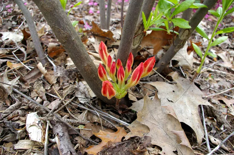 Royal Azalea (Rhododendron Schlippenbachii) — is a deciduous shrub renowned for its enchanting spring blooms and captivating fall foliage
