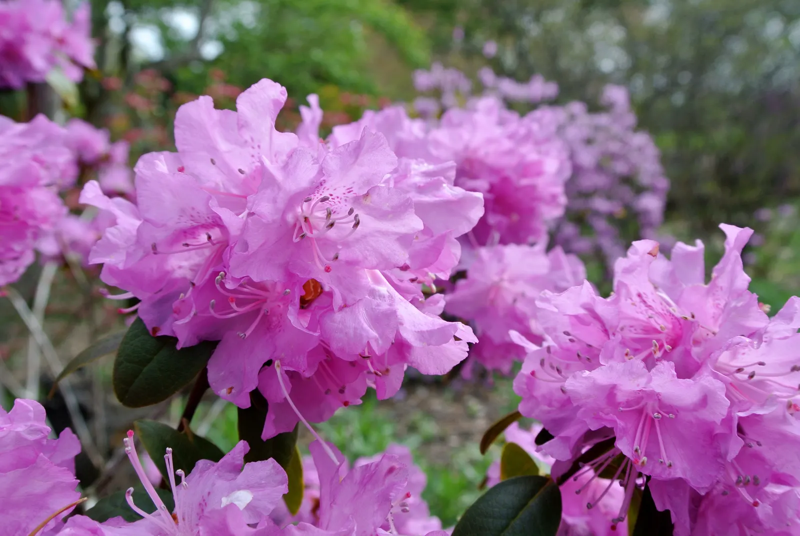 Royal Azalea (Rhododendron Schlippenbachii) — which are up to 3 inches long