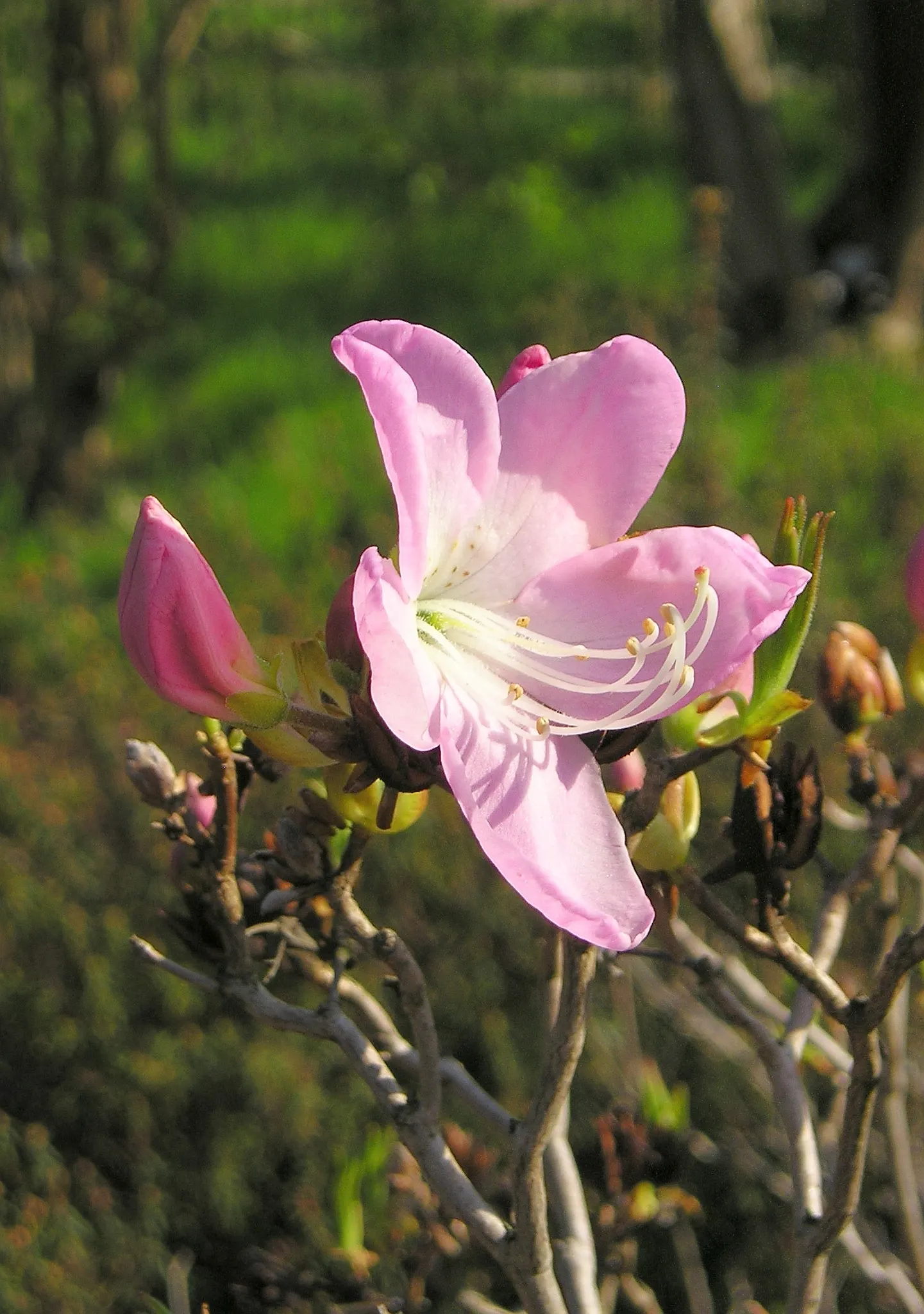Royal Azalea (Rhododendron Schlippenbachii) — with pink speckling and a slightly darker blush at the throat