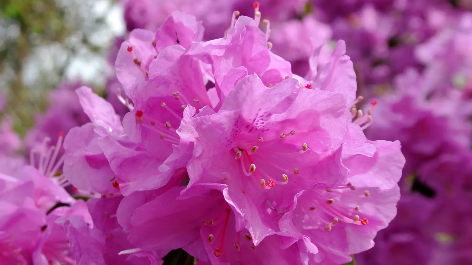 Royal Azalea (Rhododendron Schlippenbachii) — shrub with pink blooms; benefitting greatly from a layer of mulch to retain moisture and protect its shallow root