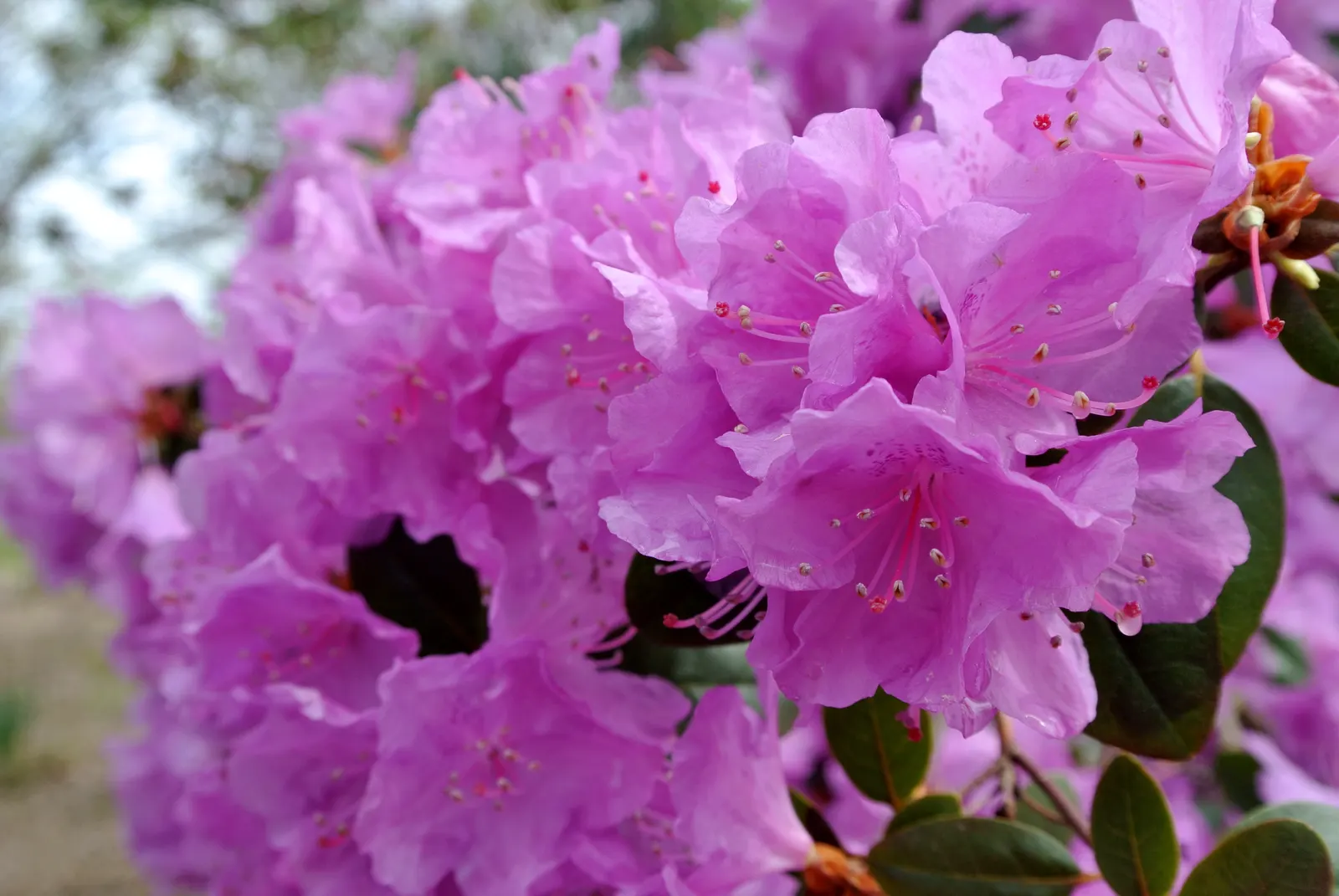 Royal Azalea (Rhododendron Schlippenbachii) — the Royal Azalea accommodates small garden spaces with ease; hardy and moderately low-maintenance, image 65