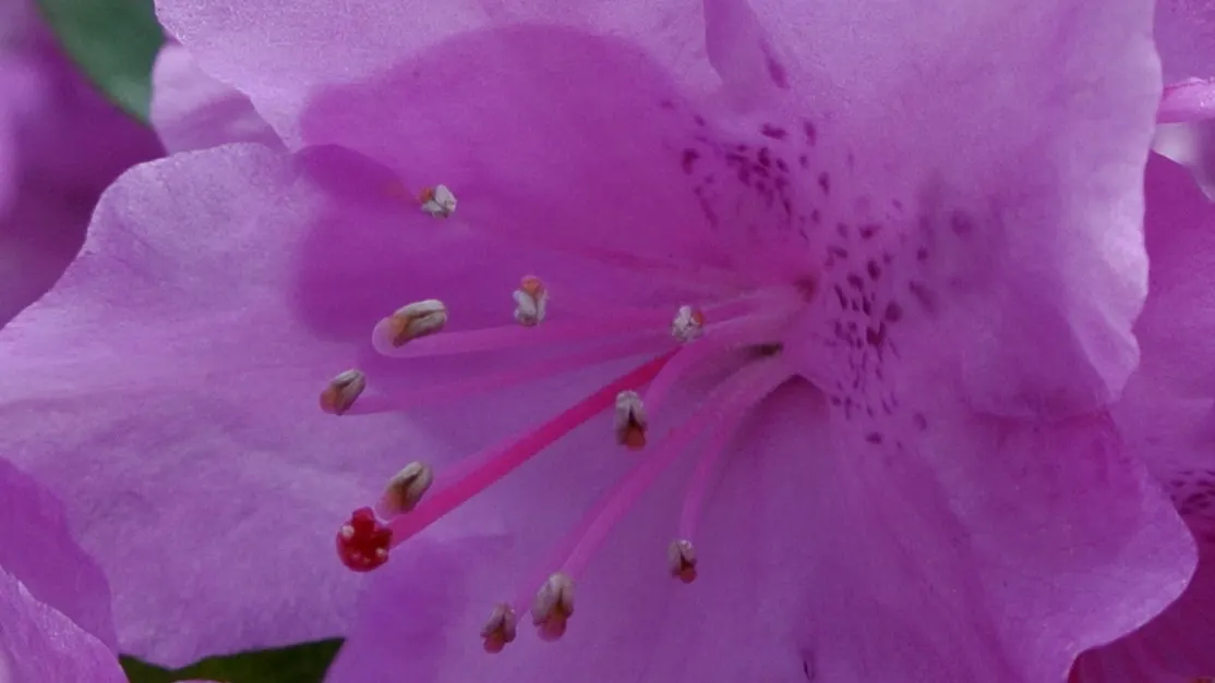 Royal Azalea (Rhododendron Schlippenbachii) — a plant that promises visual interest through multiple seasons; hardy and moderately low-maintenance