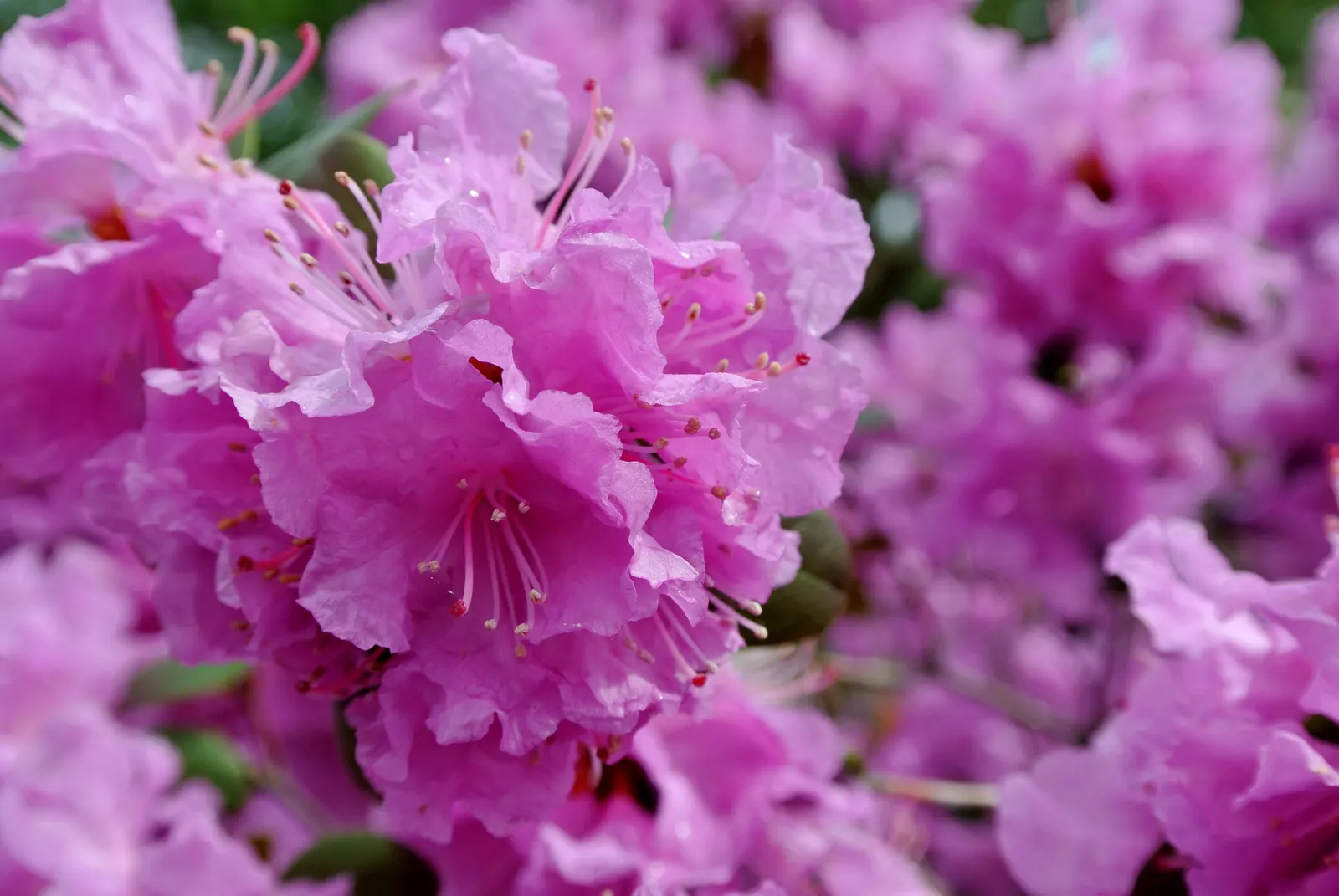 Royal Azalea (Rhododendron Schlippenbachii) — To achieve peak vibrancy and health; benefitting greatly from a layer of mulch to retain moisture and protect its