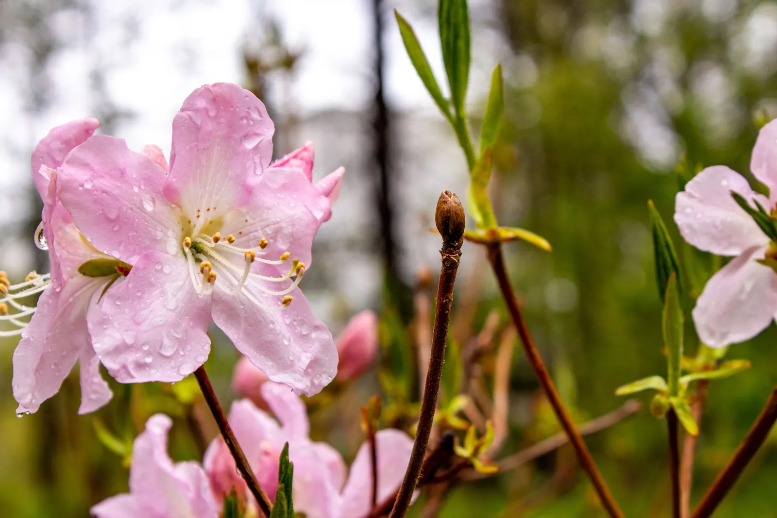 Royal Azalea (Rhododendron Schlippenbachii) — is a deciduous shrub flowering in mid-spring with clusters of soft pink; hardy and moderately low-maintenance