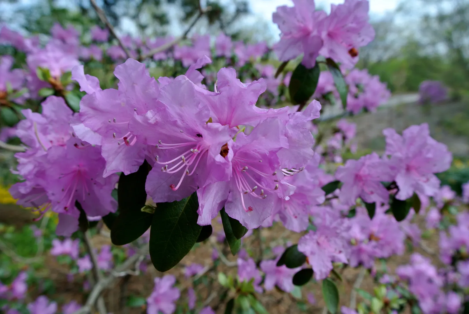 Royal Azalea (Rhododendron Schlippenbachii) — presenting a pale pink to white shade; the foliage of Rhododendron schlippenbachii transforms into an alluring