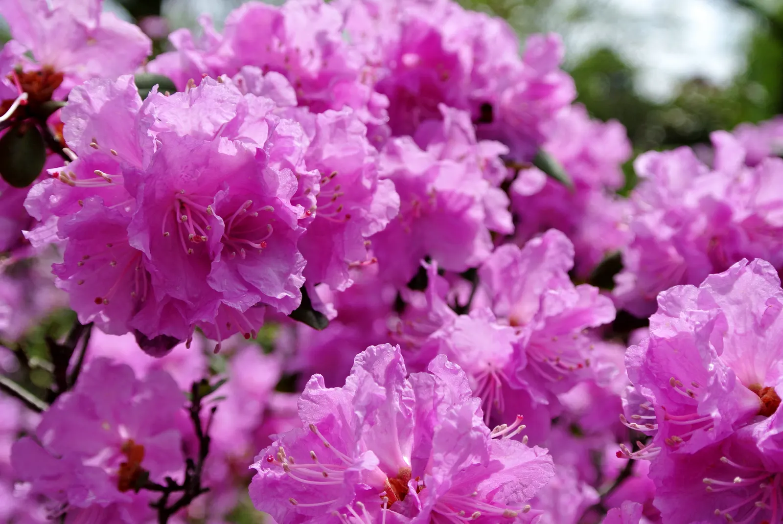 Royal Azalea (Rhododendron Schlippenbachii) — In late spring, it boasts an impressive array of flowers before the emergence of leaves; a plant that promises