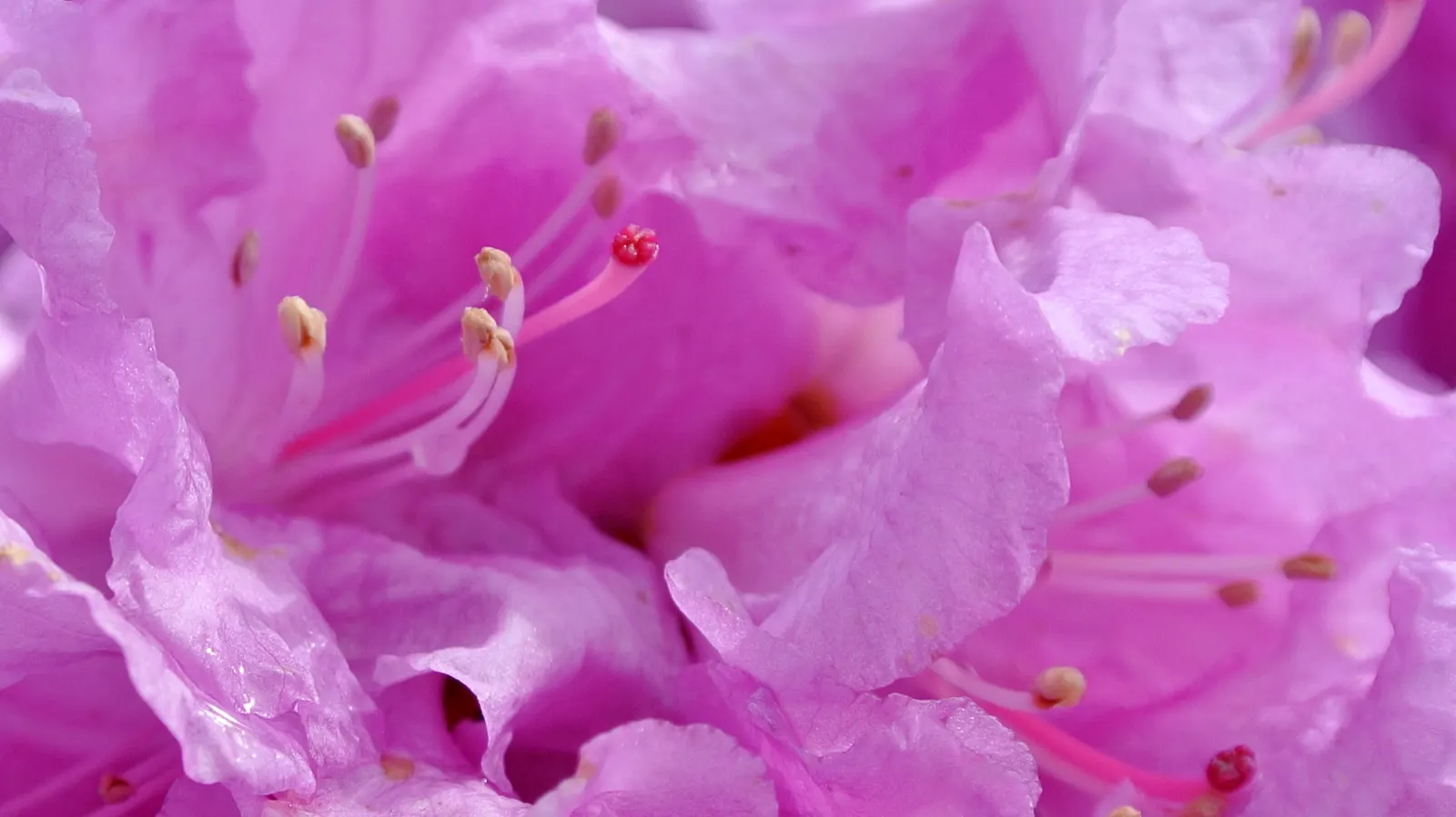 Royal Azalea (Rhododendron Schlippenbachii) — It can reach 4-6 feet in height and spans of 3-5 feet, thriving in partial shade and well-drained, image 58