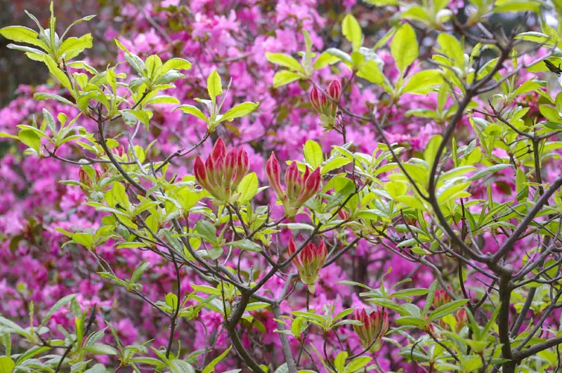 Royal Azalea (Rhododendron Schlippenbachii) — Foliage turns striking hues in fall; benefitting greatly from a layer of mulch to retain moisture and protect its