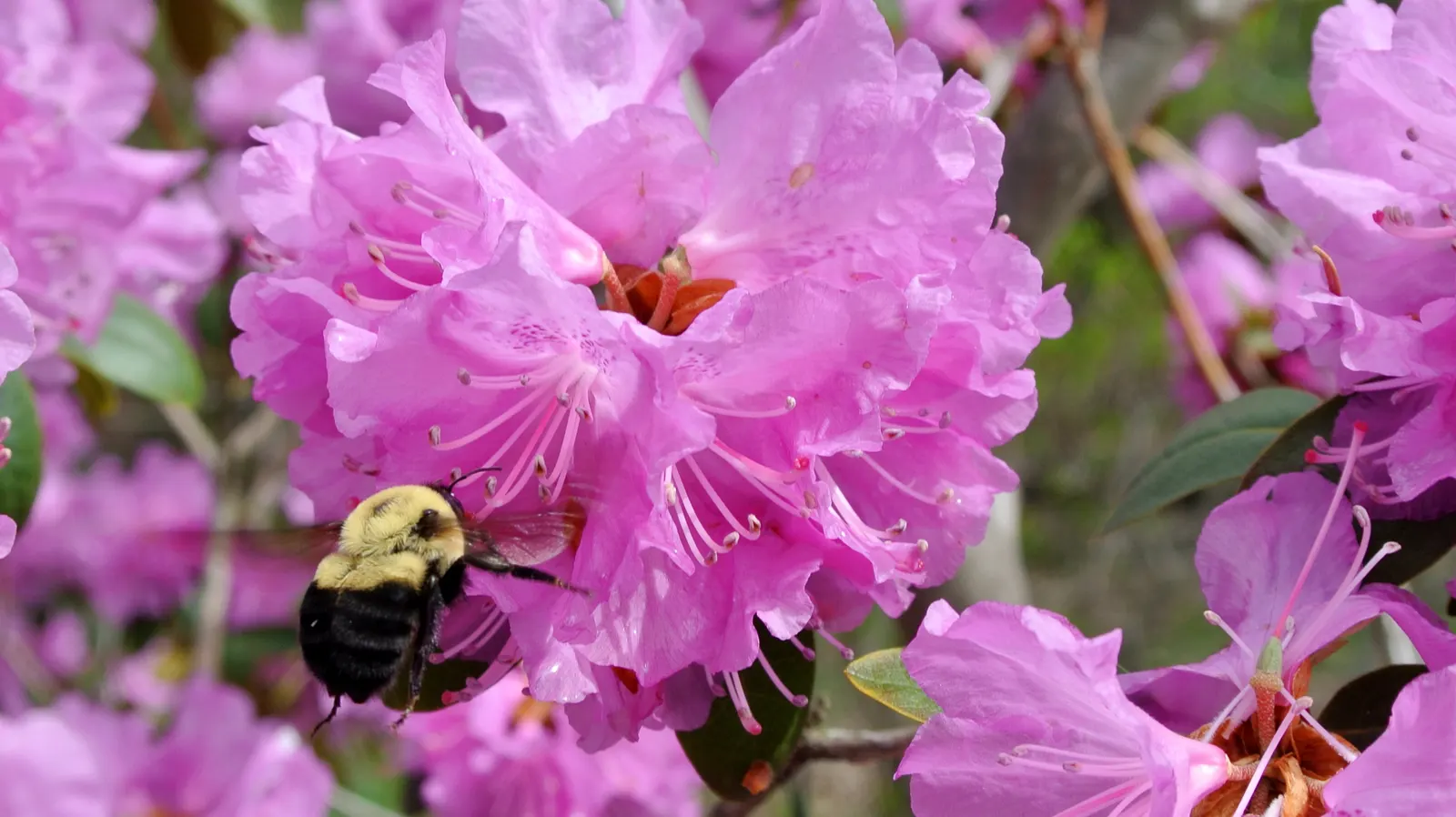 Royal Azalea (Rhododendron Schlippenbachii) — with a subtle fragrance adding to its allure