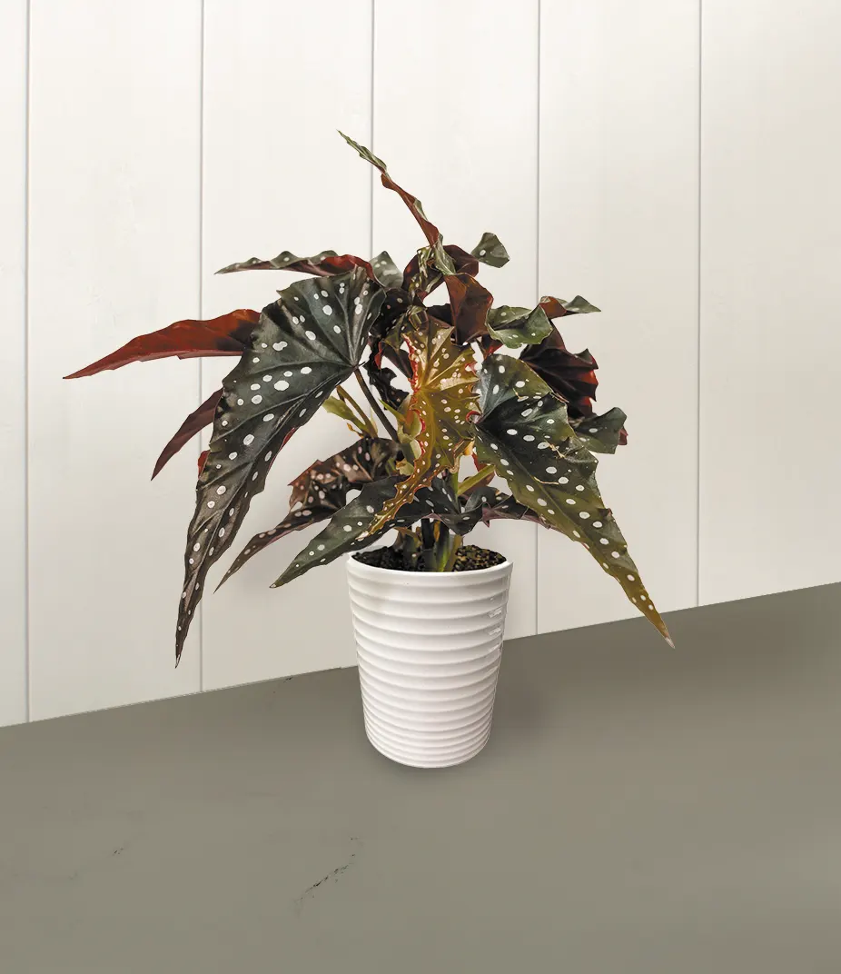Obsidian™ Black Forest (Begonia maculata) — The Begonia maculata 'Obsidian' is a compact cane begonia with nearly black