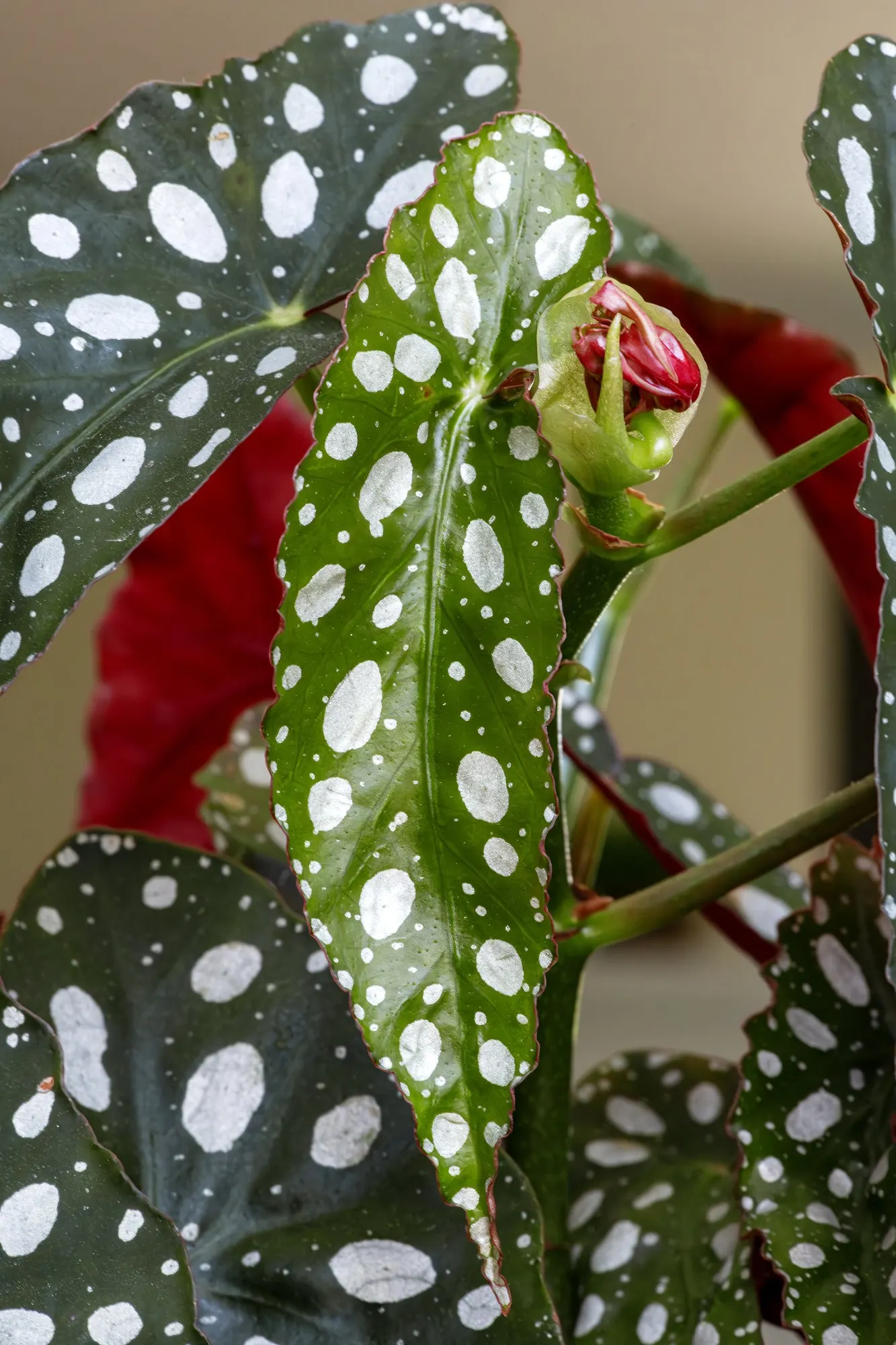 Obsidian™ Black Forest (Begonia maculata) — Obsidian™ Black Forest typically matures at 8 to 14 inches tall