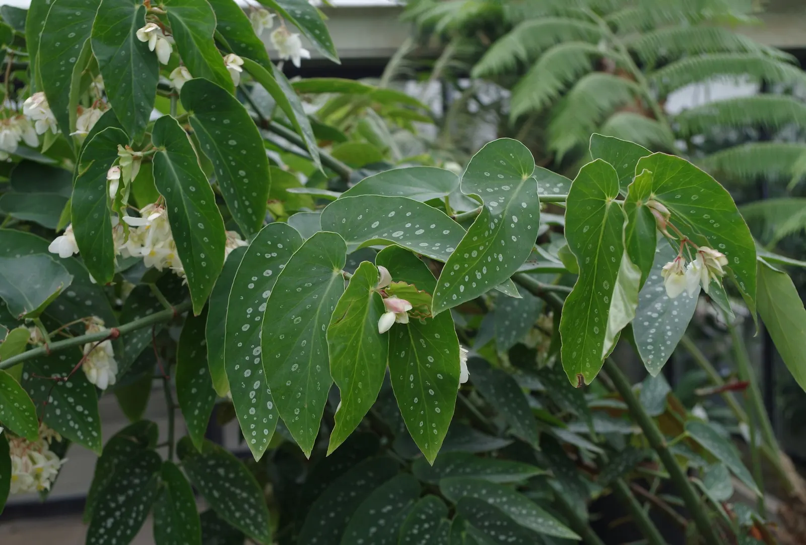 Obsidian™ Black Forest (Begonia maculata) — giving the plant depth from every angle.<br><br> Compact yet architectural