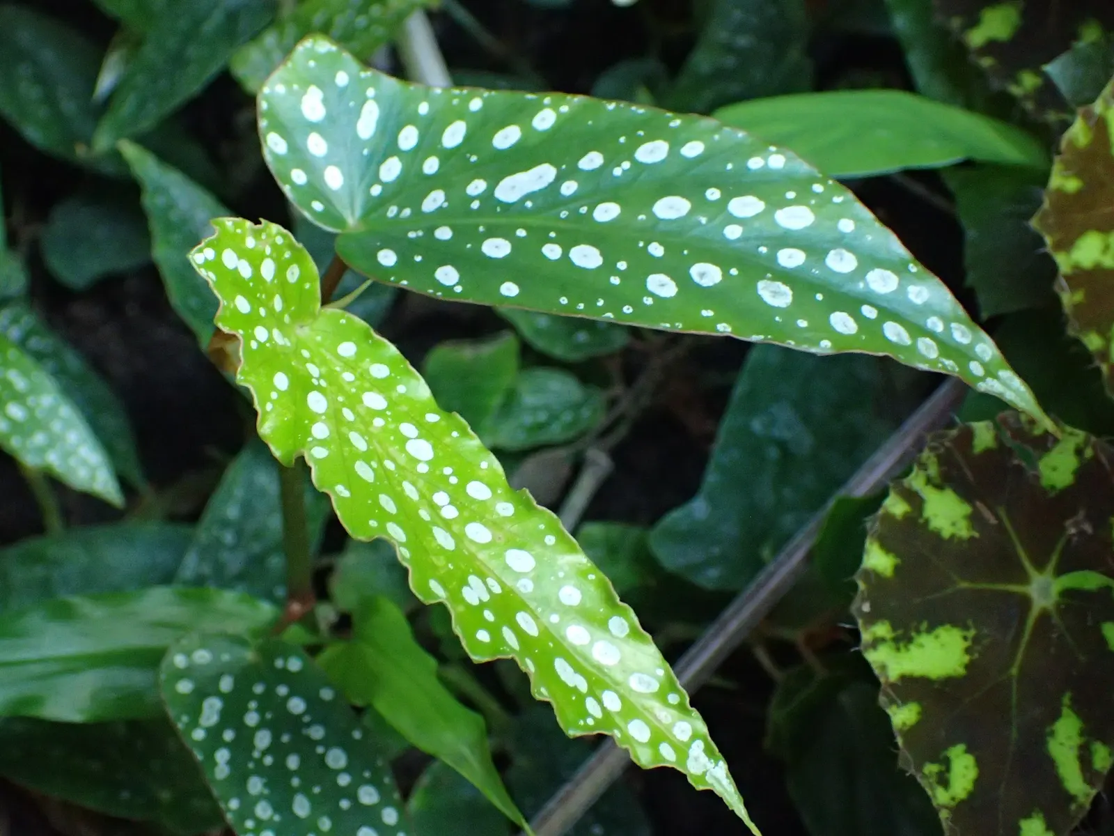 Obsidian™ Black Forest (Begonia maculata) — this cane begonia brings a moody