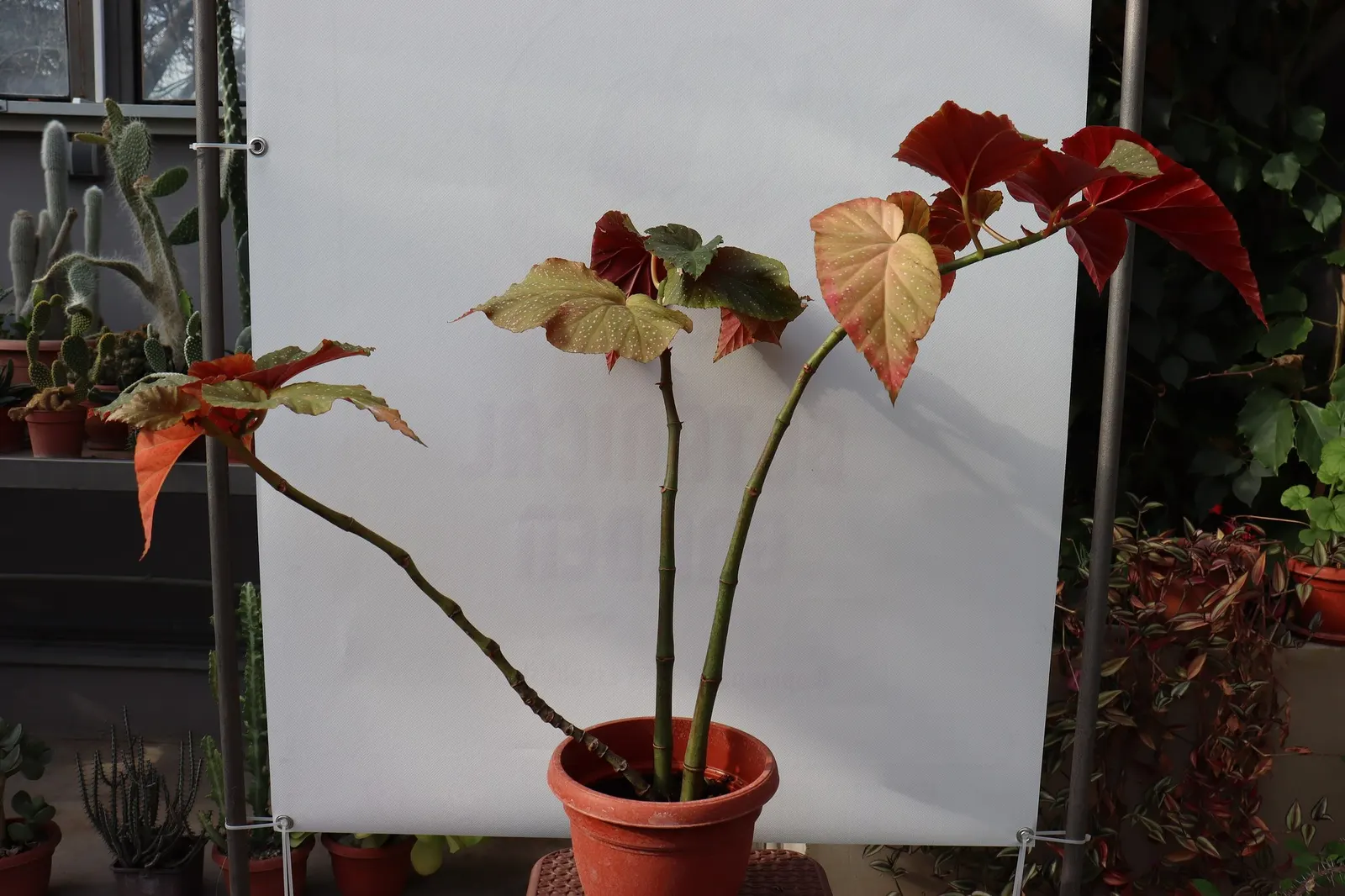 Obsidian™ Black Forest (Begonia maculata) — Turn a leaf over and the rich reddish underside adds a vivid