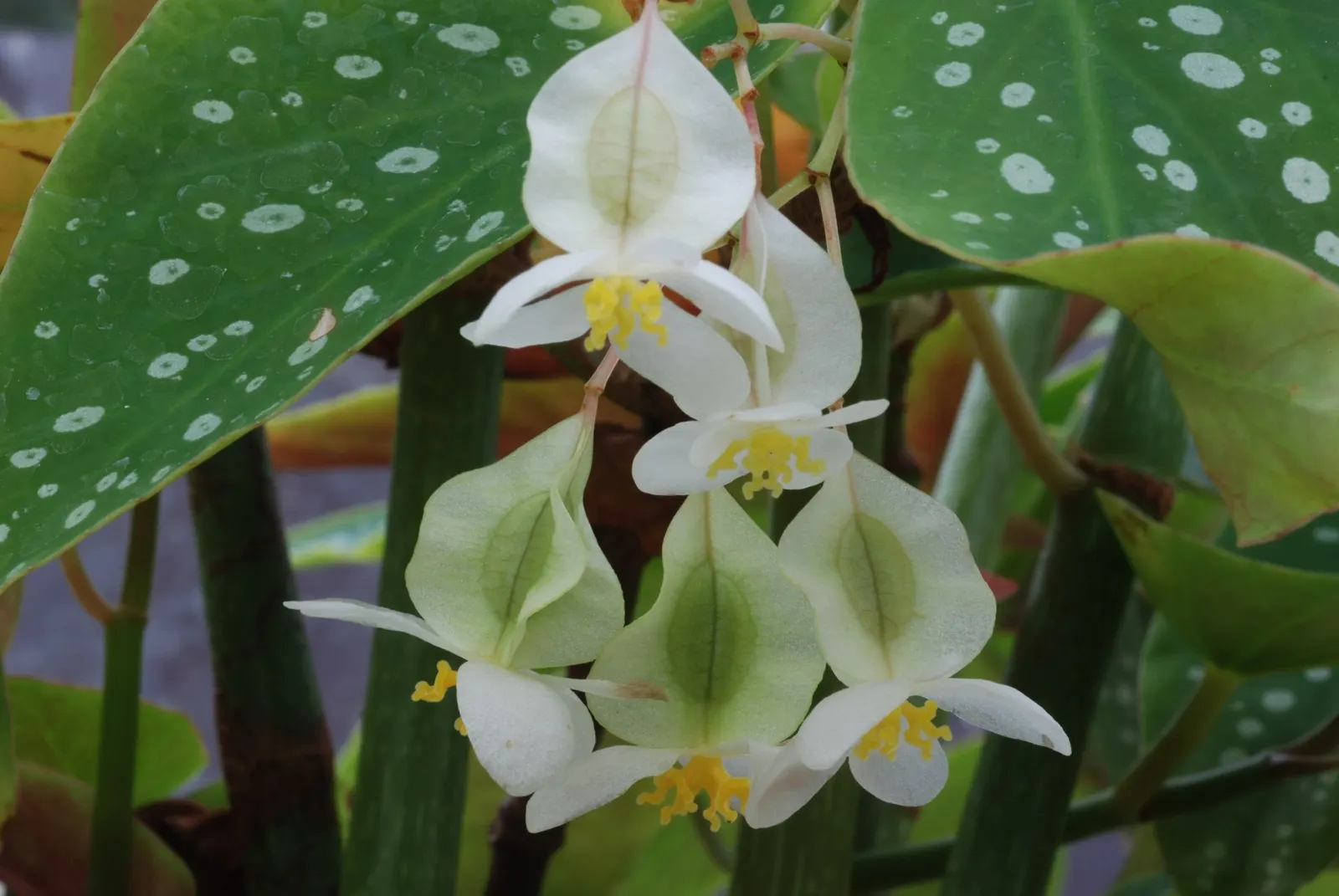 Obsidian™ Black Forest (Begonia maculata) — designer-forward palette indoors: asymmetrical