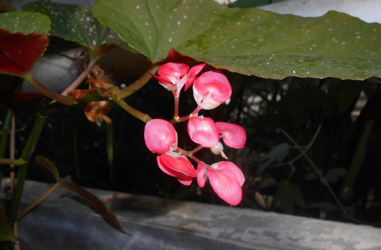 Obsidian™ Black Forest (Begonia maculata) — making it well scaled for tabletops
