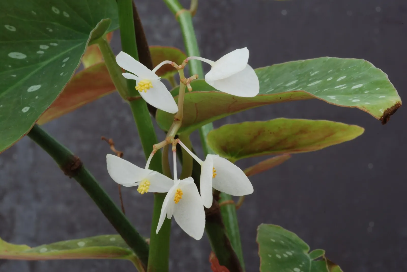 Obsidian™ Black Forest (Begonia maculata) — Hardy in USDA Zones 10-11
