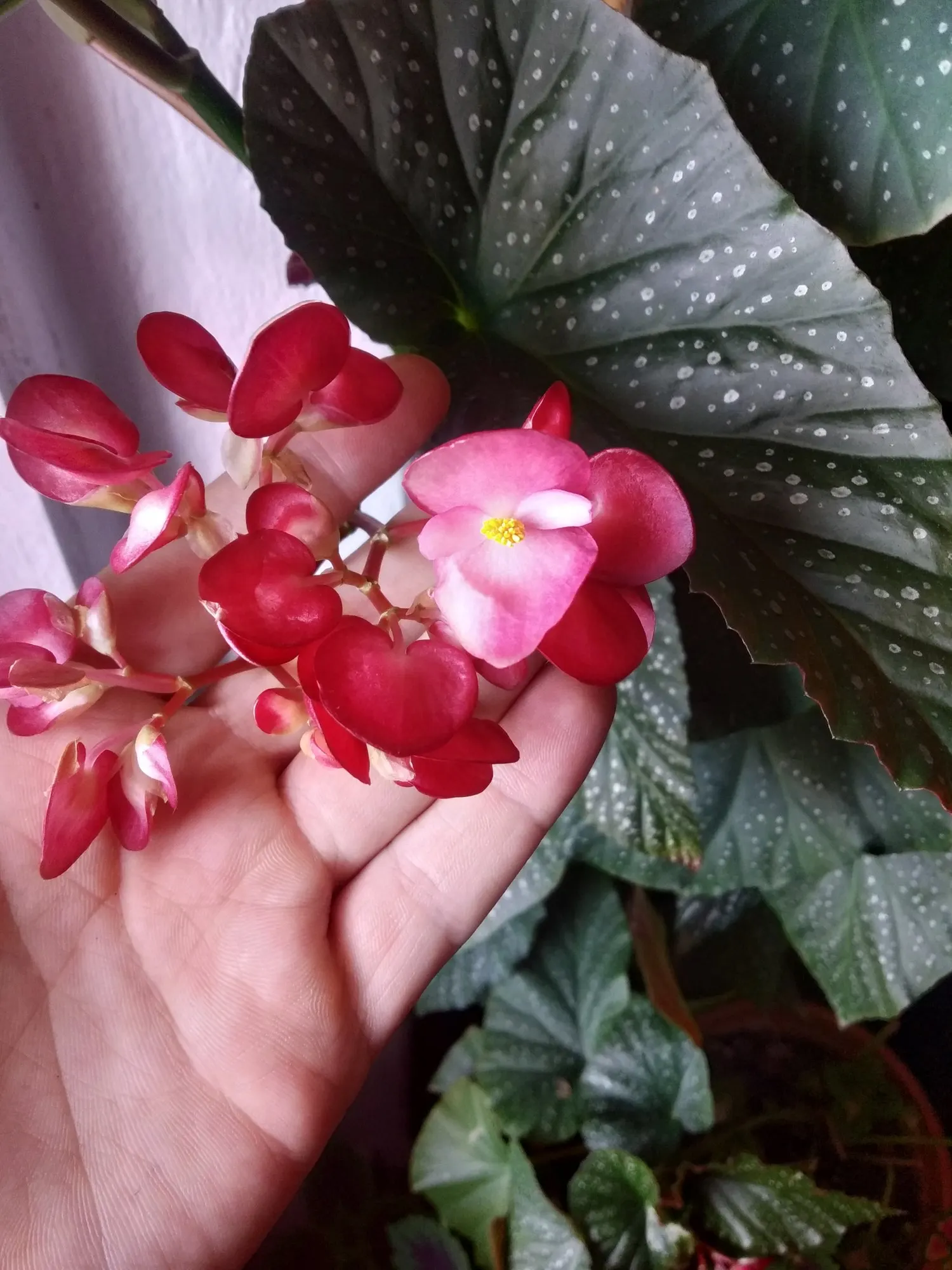 Obsidian™ Black Forest (Begonia maculata) — is a dramatic upright houseplant with a refined