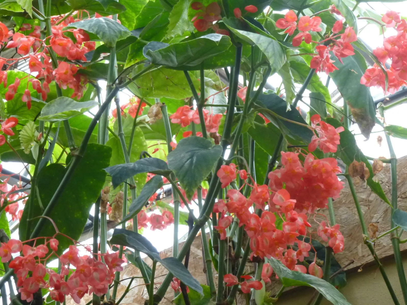 Obsidian™ Black Forest (Begonia maculata) — commonly referred to as Obsidian™ Black Forest