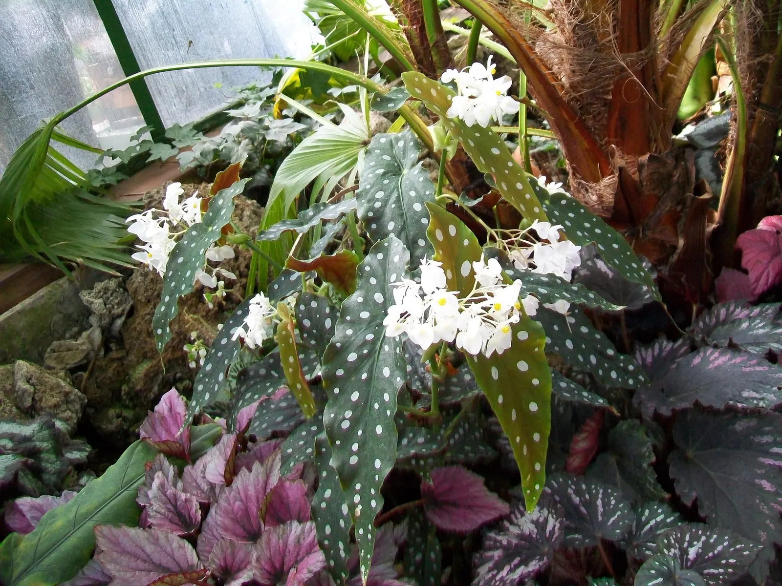 Obsidian™ Black Forest (Begonia maculata) — Part of the Proven Winners® collection