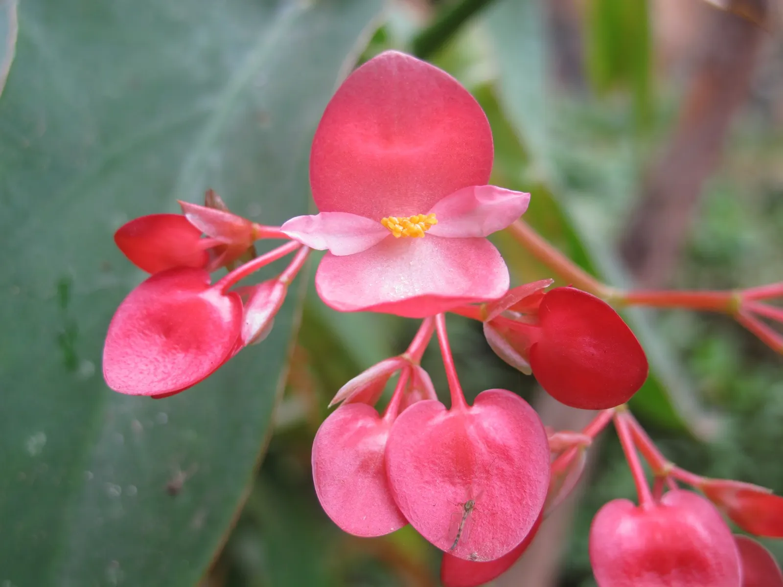 Obsidian™ Black Forest (Begonia maculata) — The Begonia maculata 'Obsidian'