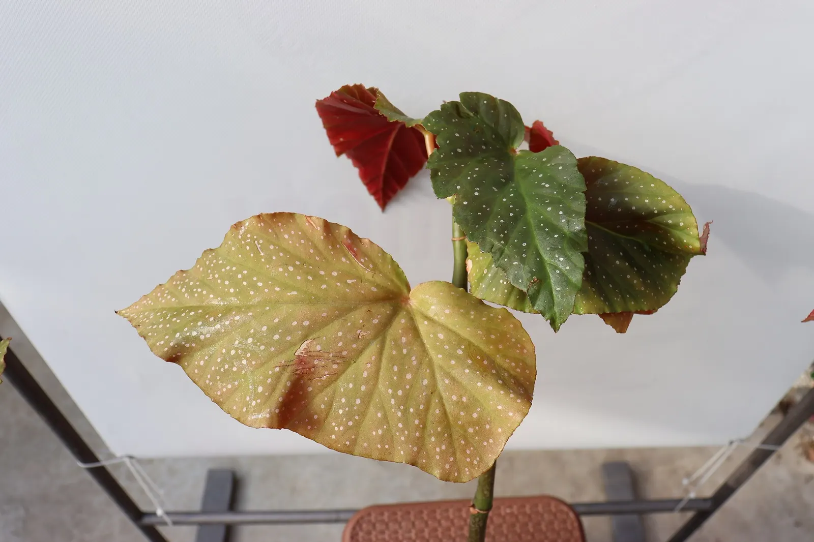 Obsidian™ Black Forest (Begonia maculata) — It grows upright to about 8-14 inches tall