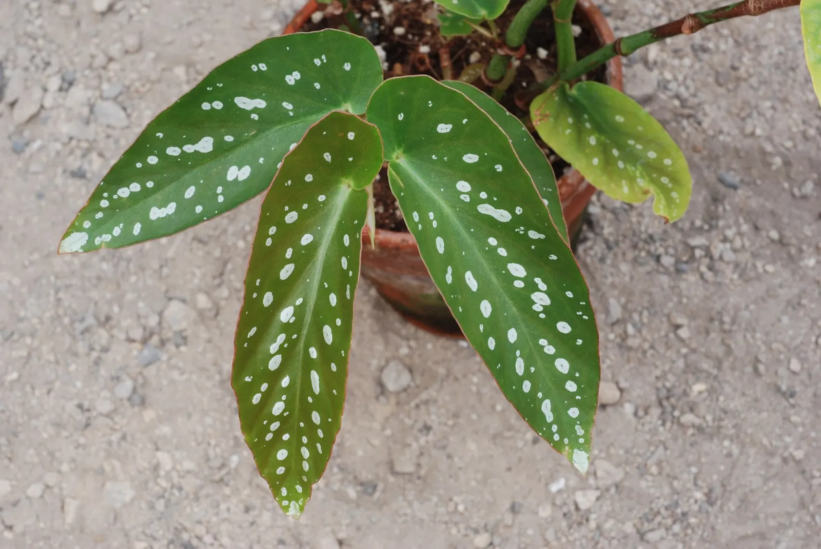 Obsidian™ Black Forest (Begonia maculata) — wing-shaped leaves emerge in deep green to nearly black tones