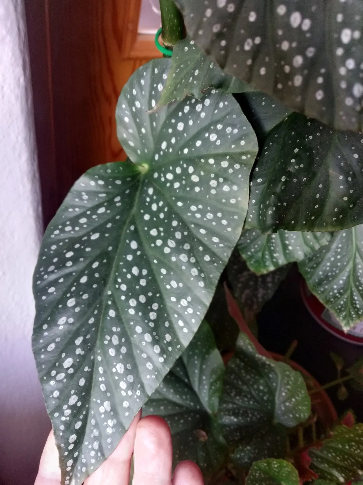 Obsidian™ Black Forest (Begonia maculata) — touched with delicate silver speckling and edged in softly ruffled