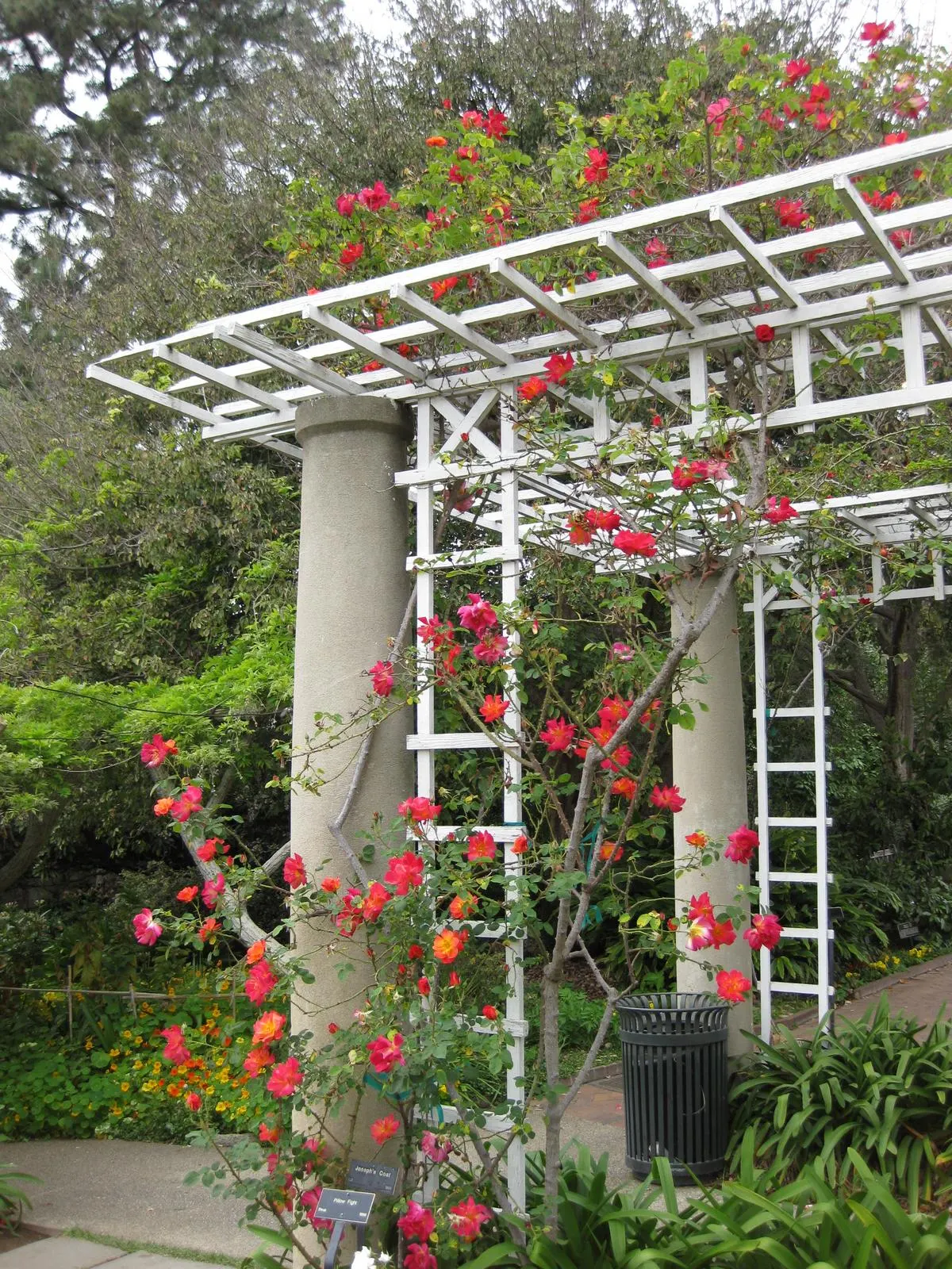 Joseph's Coat Climbing Rose (Rosa 'Joseph's Coat') — The Rosa 'Joseph's Coat' is a vibrant climbing rose
