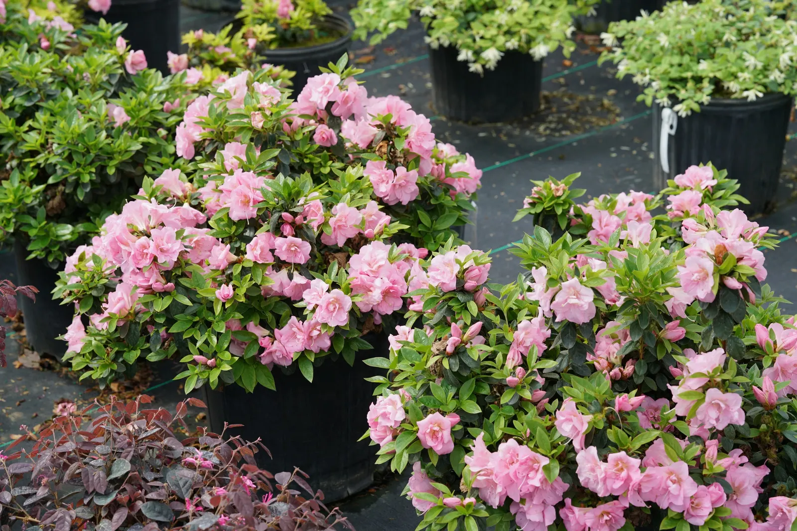 Double Pink Reblooming Azalea (Rhododendron x) — then return from midsummer into fall
