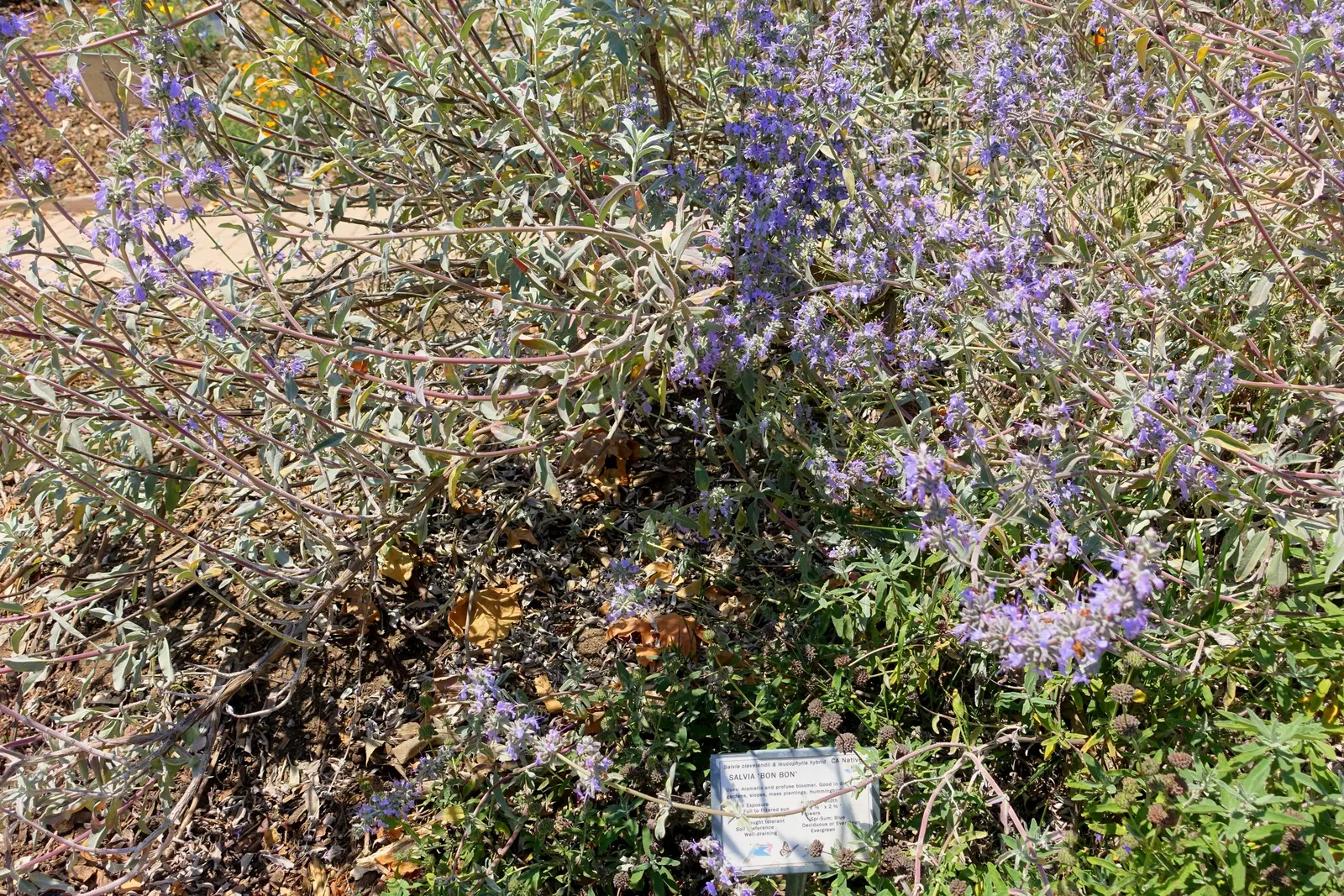 Bon Bon Hybrid Sage (Salvia 'Bon Bon') — Salvia 'Bon Bon' (Bon Bon Hybrid Sage) is a vibrant perennial that boasts deep purple-blue flowers
