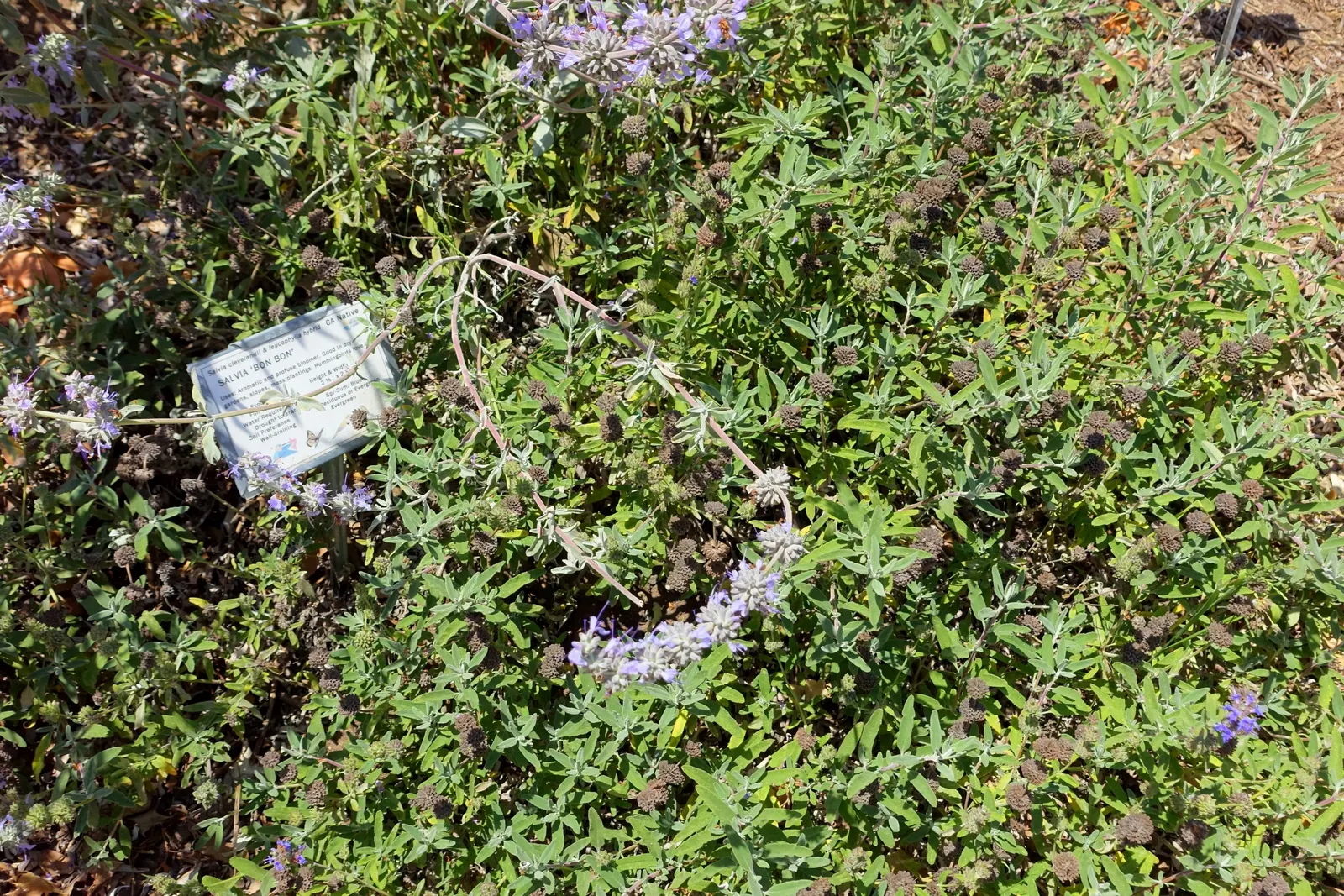 Bon Bon Hybrid Sage (Salvia 'Bon Bon') — This compact variety reaches up to 18 inches in height and spreads 24 inches wide