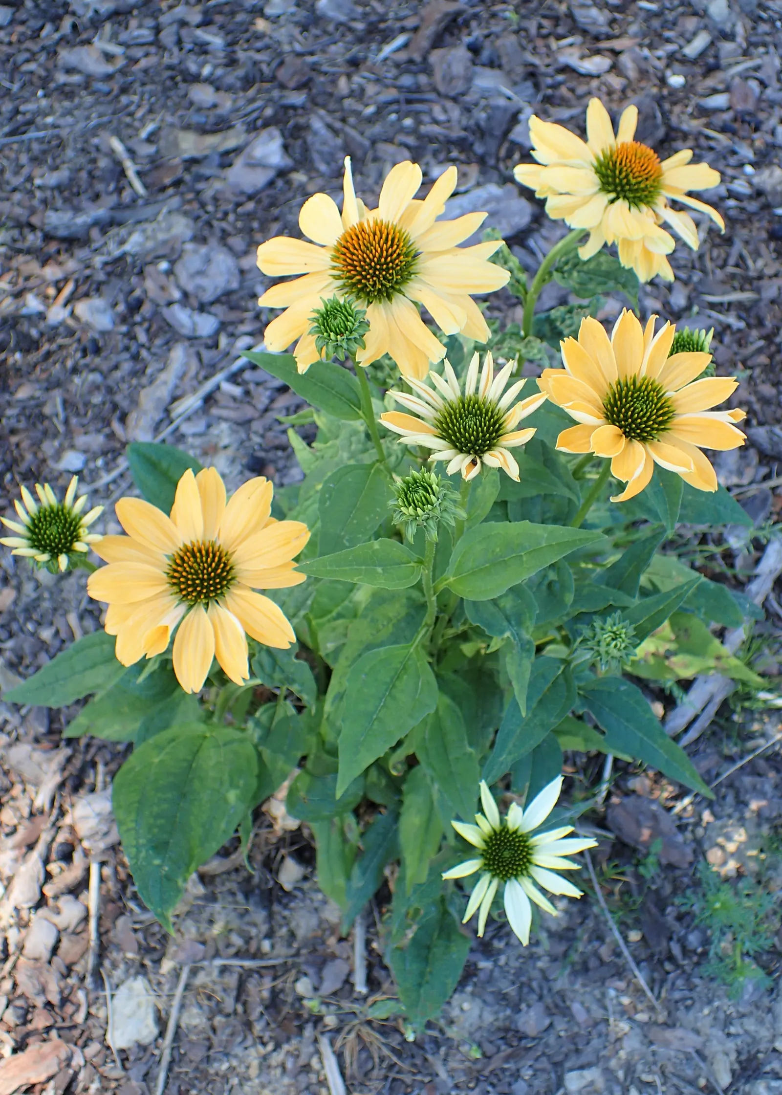 Aloha Coneflower (Echinacea 'Aloha') — The Echinacea 'Aloha', or Aloha Coneflower, boasts cheerful yellow petals surrounding a honey-toned cone