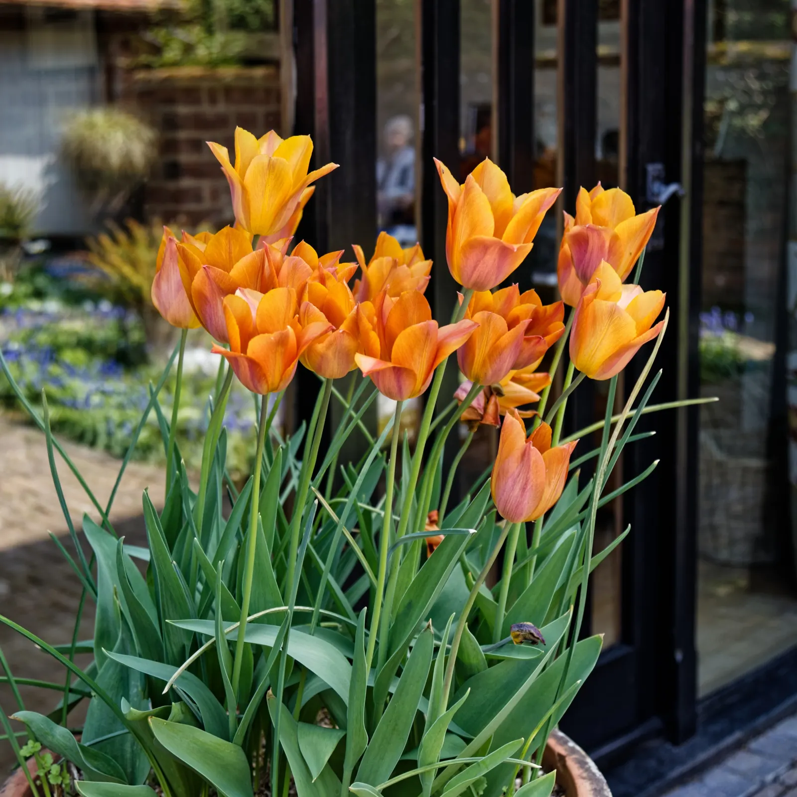 Orange Tree Roses (Rosa Tree Variety Orange) — This hardy, low-maintenance variety is suitable for USDA zones 5-9 and prefers full sun exposure; this