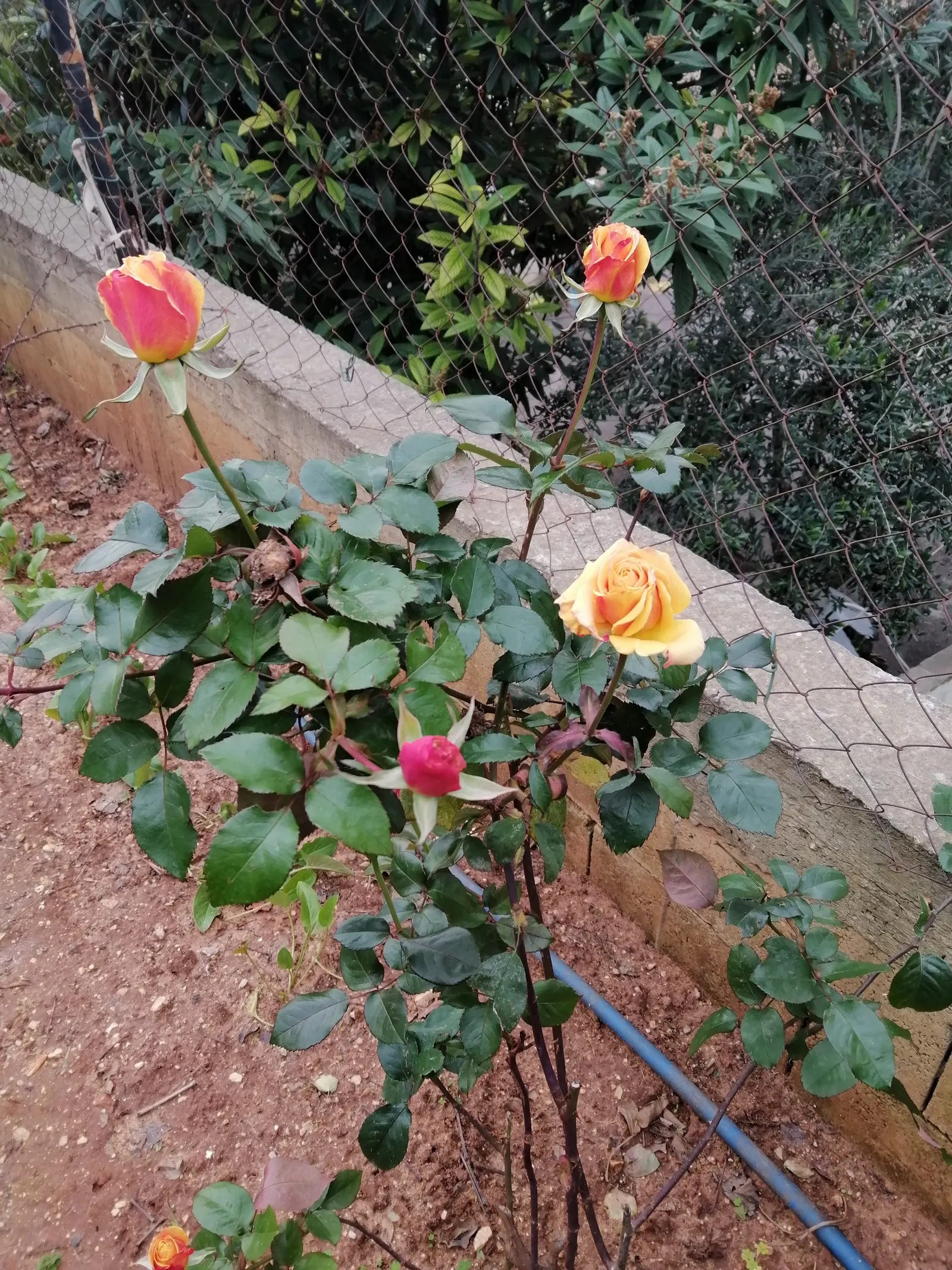 Orange Tree Roses (Rosa Tree Variety Orange) — typically measuring 3-4 inches across; including annual pruning to maintain its tree-like form and encourage