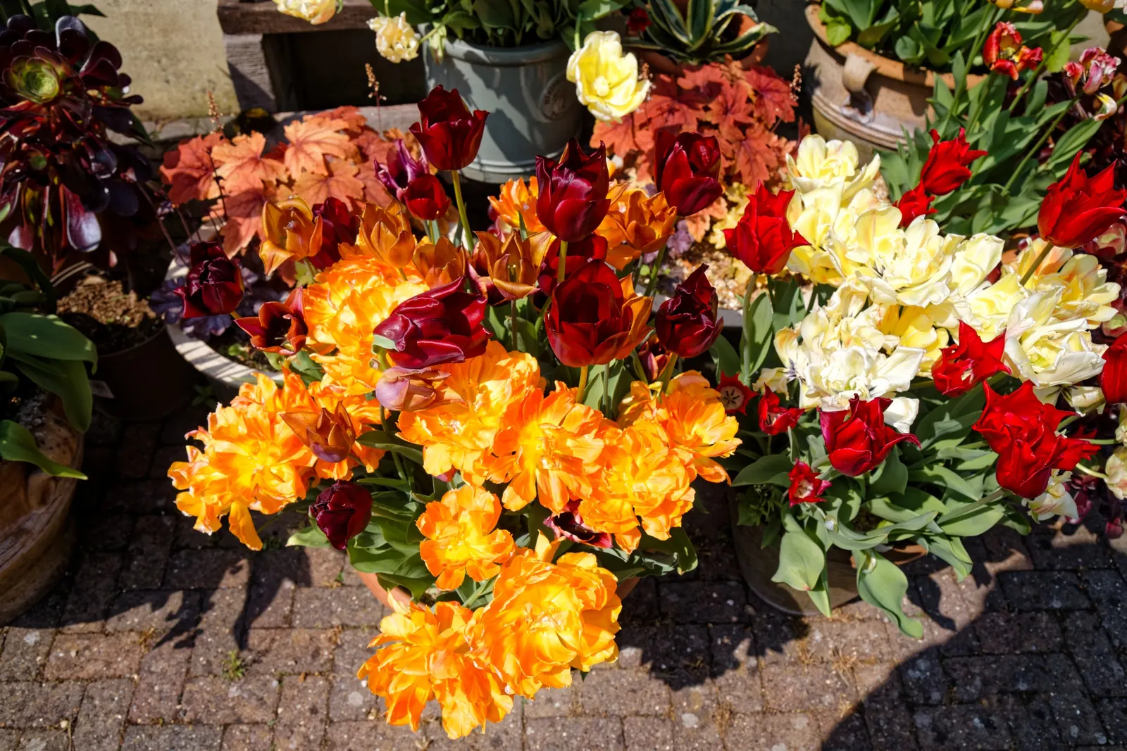 Orange Tree Roses (Rosa Tree Variety Orange) — are accompanied by a subtle; its standout feature is the vibrant orange blooms