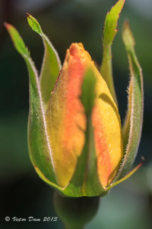 Orange Tree Roses (Rosa Tree Variety Orange) — offering a striking color palette