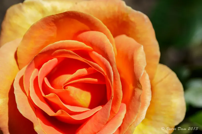 Orange Tree Roses (Rosa Tree Variety Orange) — ensuring that preventative care is part of the landscape management strategy