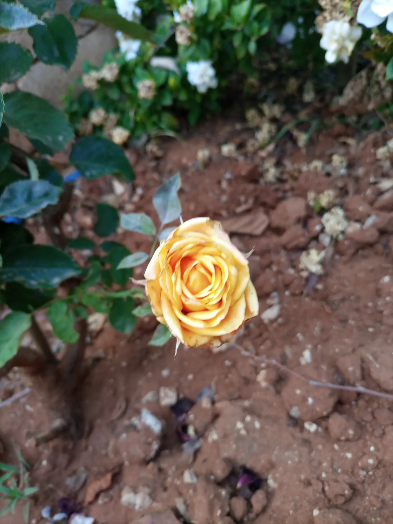 Orange Tree Roses (Rosa Tree Variety Orange) — glossy green leaves and continuous flush of double-flowered blooms that boast a vivid orange hue
