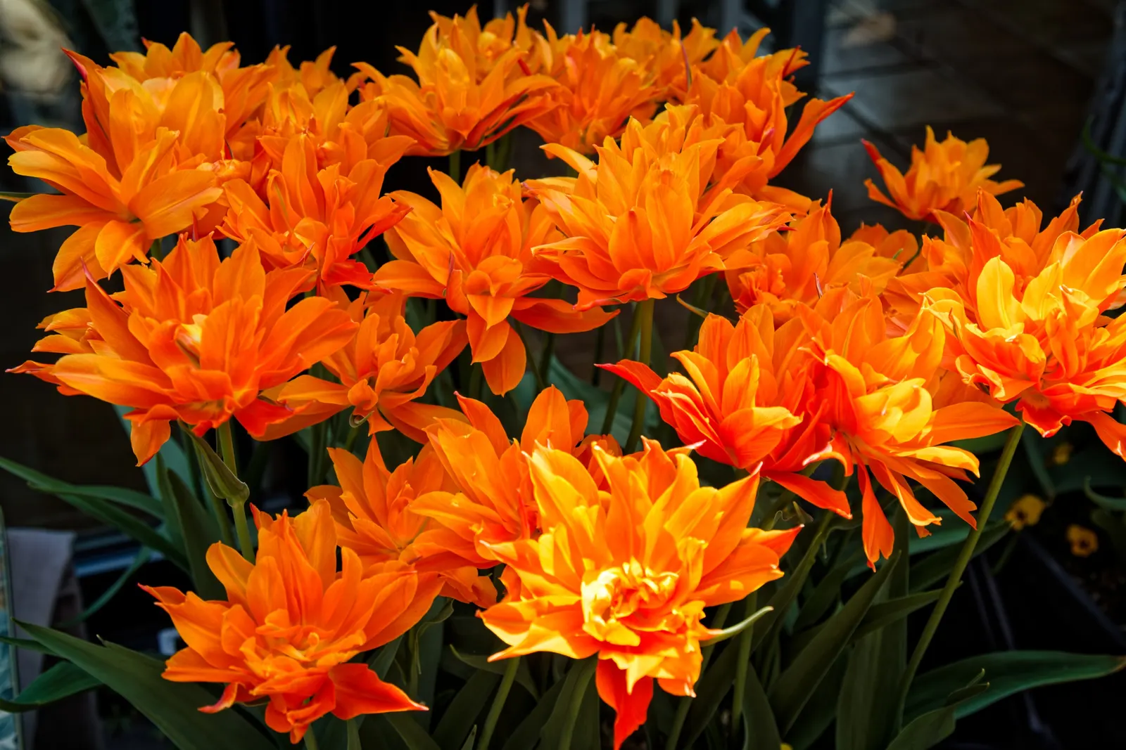 Orange Tree Roses (Rosa Tree Variety Orange) — It flourishes under full sun exposure; utilizing this plant within the garden can create visual appeal
