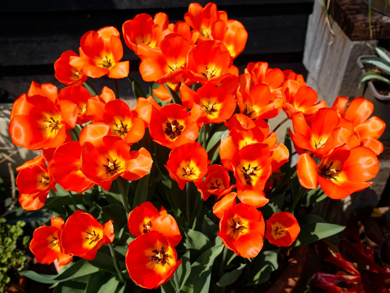 Orange Tree Roses (Rosa Tree Variety Orange) — which spans from late spring until frost.<br><br>Hardy to USDA zones 5 through 9; gardeners should also be