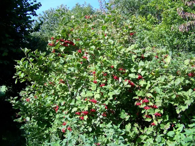 Orange Tree Roses (Rosa Tree Variety Orange) — this variety demands regular maintenance