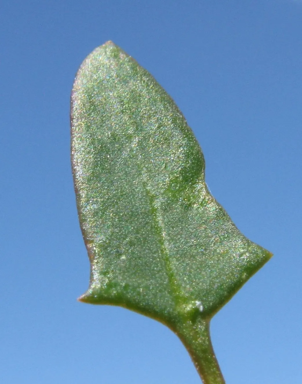 Orange Tree Roses (Rosa Tree Variety Orange) — Gardeners should also be vigilant about common rose ailments such as aphids and black spot; which spans from