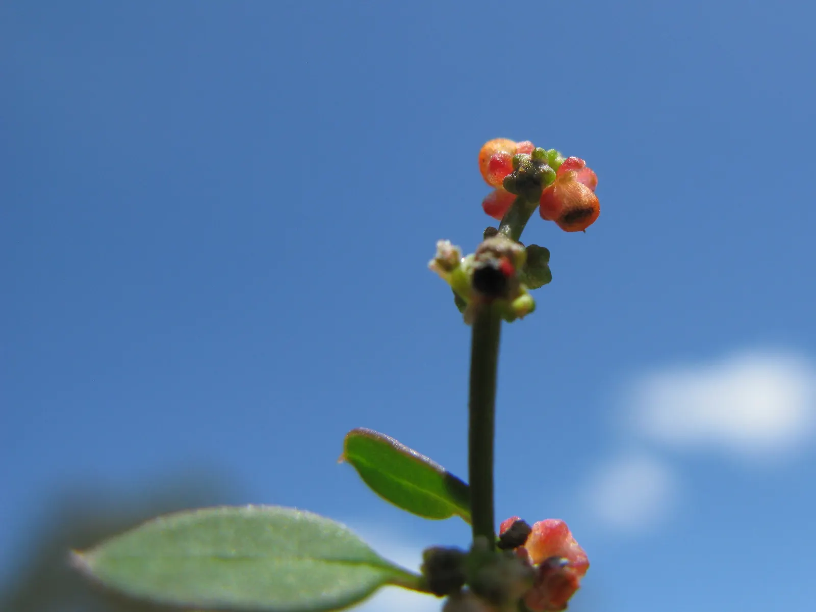 Orange Tree Roses (Rosa Tree Variety Orange) — are accompanied by a subtle
