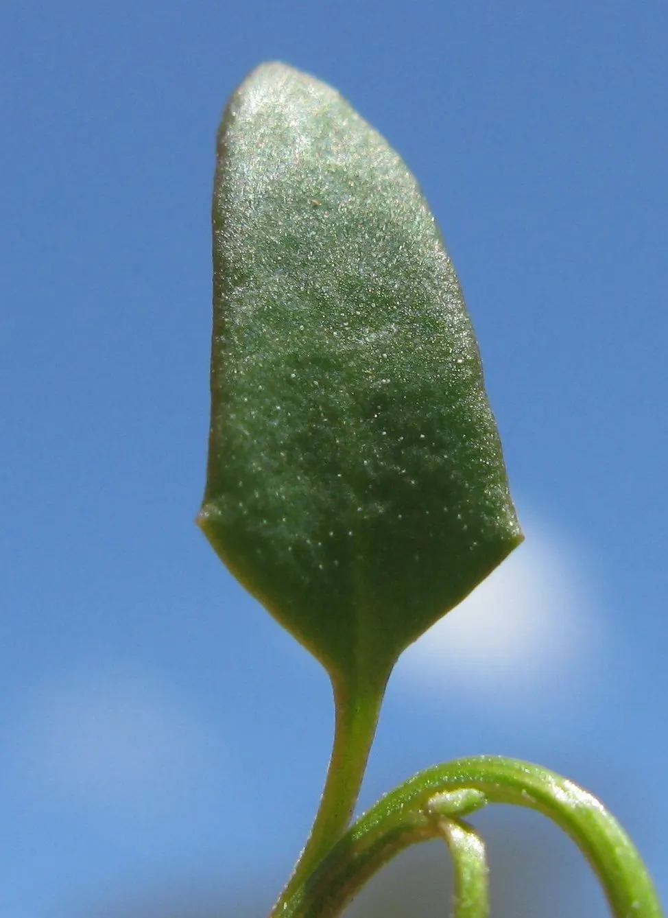 Orange Tree Roses (Rosa Tree Variety Orange) — Gardeners should also be vigilant about common rose ailments such as aphids and black spot