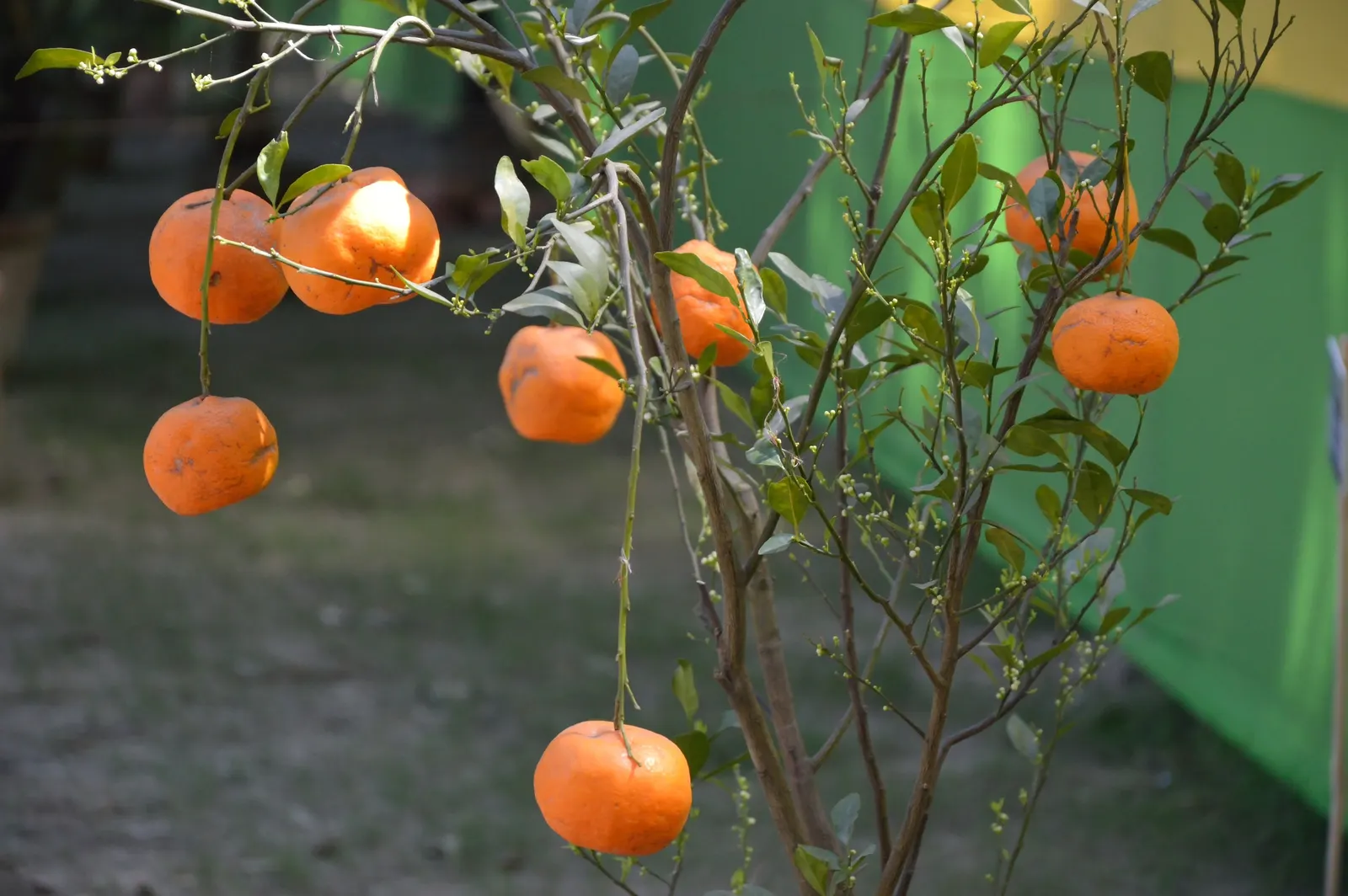 Orange Tree Roses (Rosa Tree Variety Orange) — a captivating deciduous shrub; orange flowers in the garden