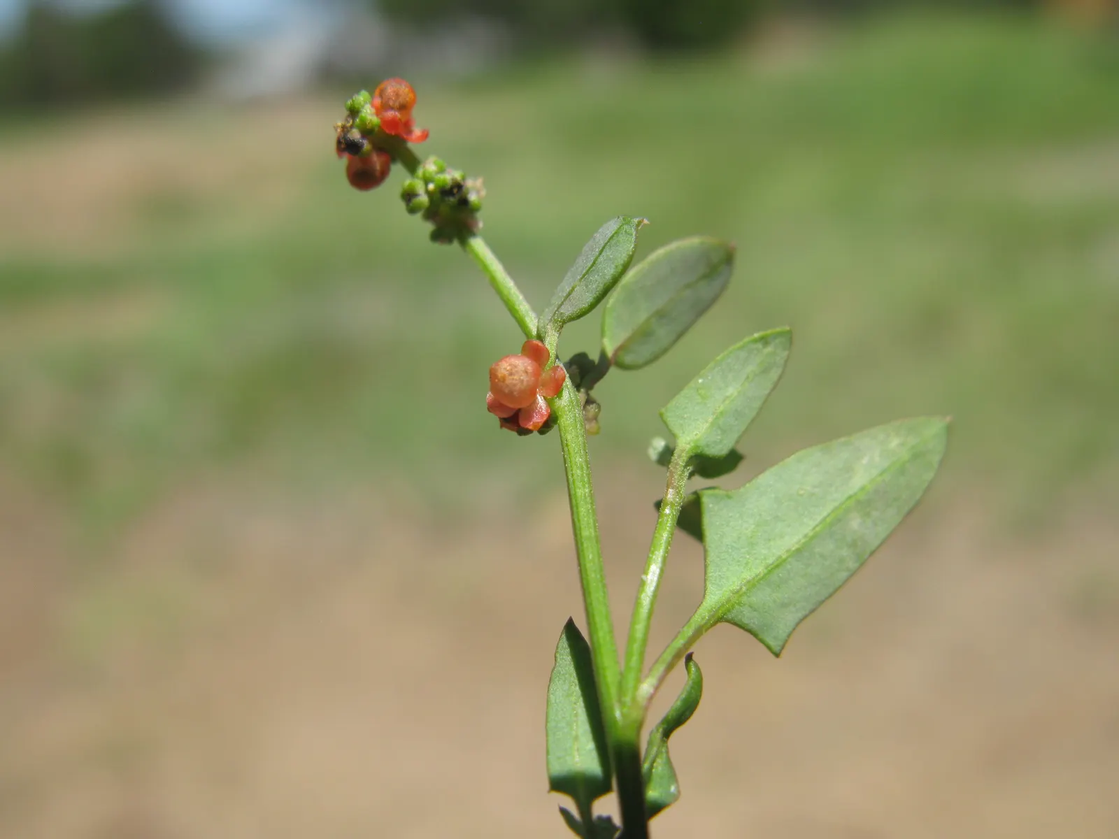 Orange Tree Roses (Rosa Tree Variety Orange) — It flourishes under full sun exposure