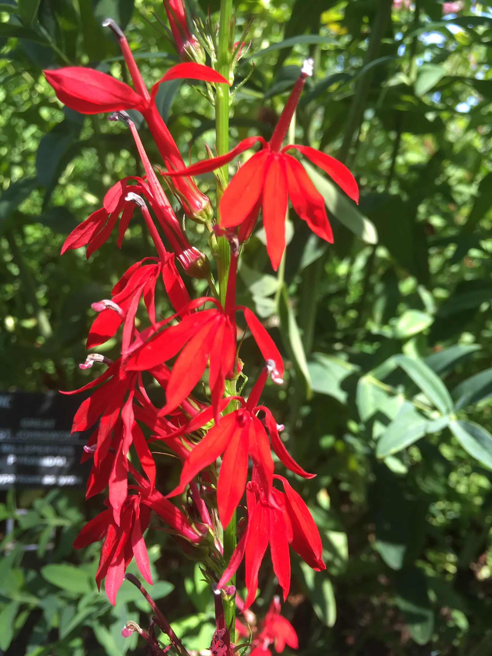 Dunn's Lobelia (Lobelia Dunnii) — The Dunn's Lobelia (Lobelia dunnii) is a delicate perennial herbaceous plant