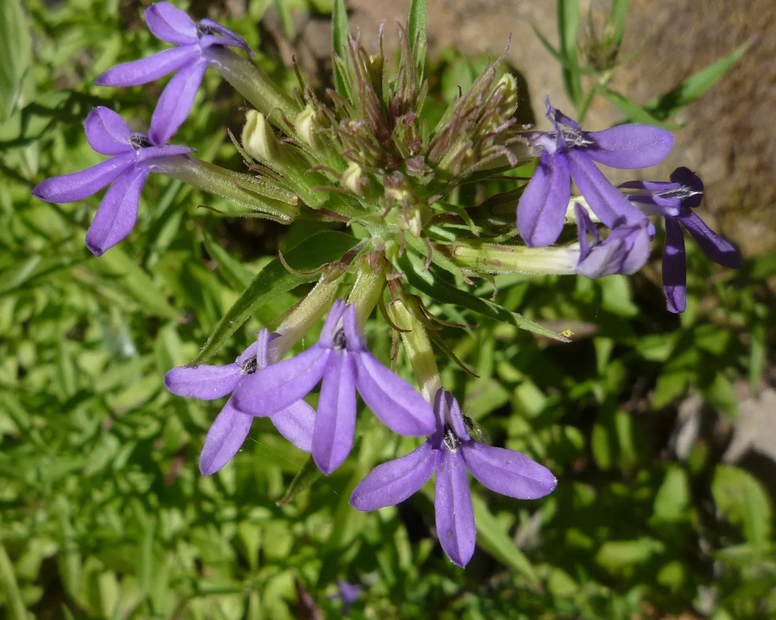 Dunn's Lobelia (Lobelia Dunnii) — Its standout feature are the striking