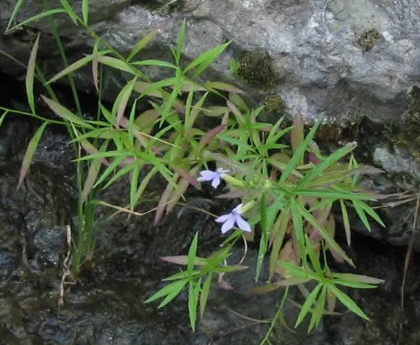 Dunn's Lobelia (Lobelia Dunnii) — This species boasts slender stems up to 18 inches tall, adorned with narrow, lance-shaped leaves